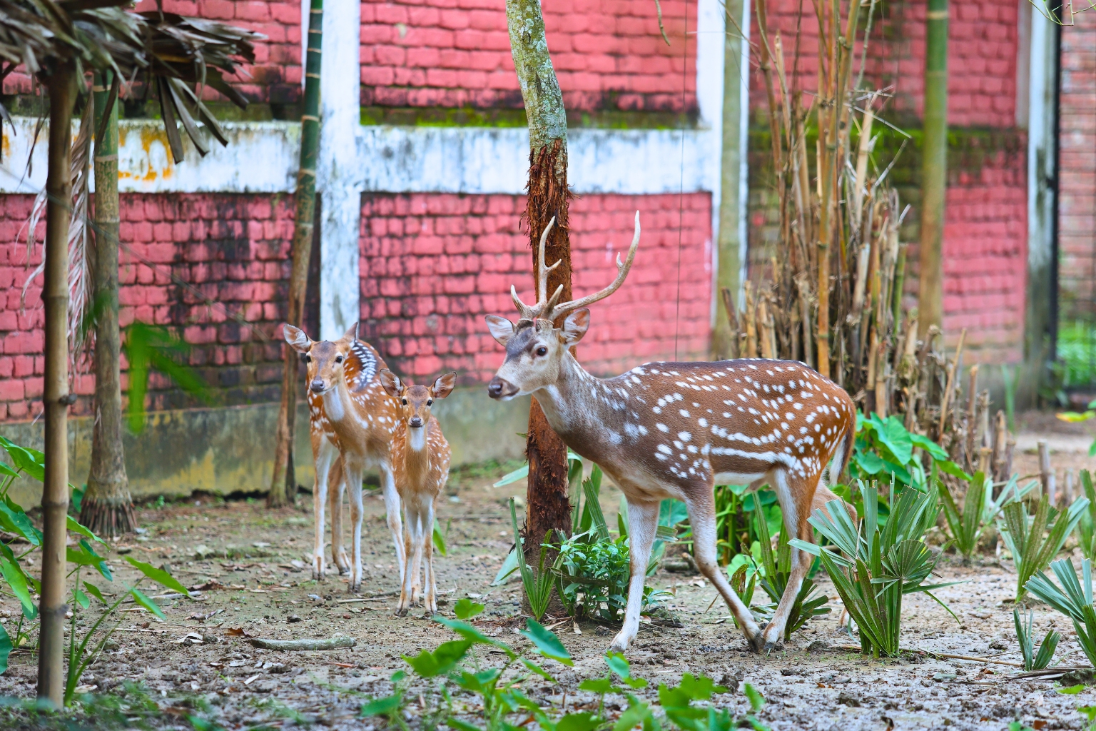 Mini Zoo